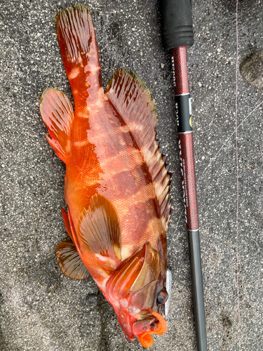 アカハタの釣果