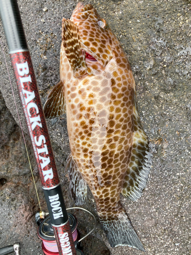 オオモンハタの釣果