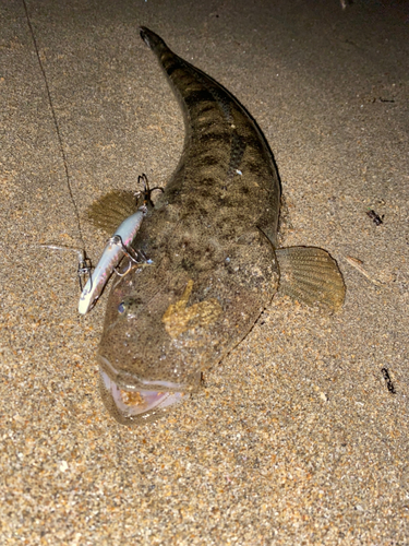 マゴチの釣果