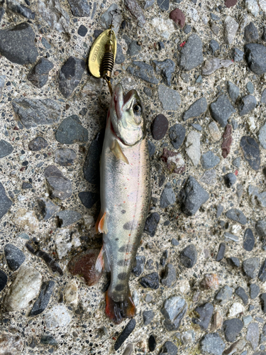 アマゴの釣果