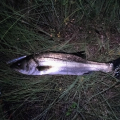 セイゴ（マルスズキ）の釣果