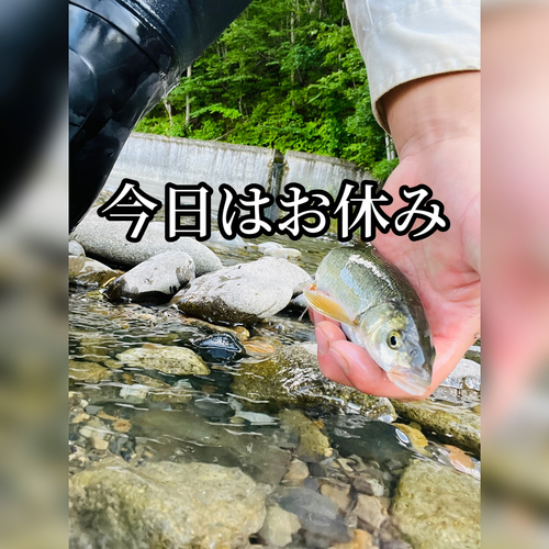 ウグイの釣果