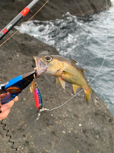 アカムツの釣果