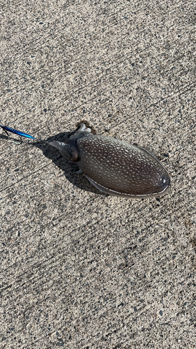 シリヤケイカの釣果