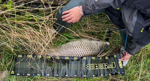 コイの釣果