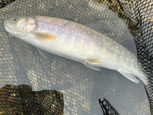 イワナの釣果