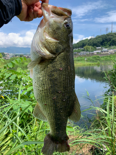 ラージマウスバスの釣果