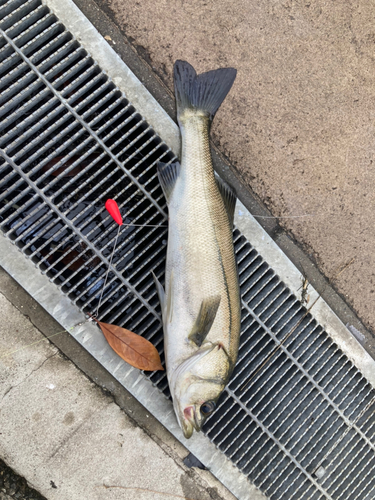 セイゴ（ヒラスズキ）の釣果