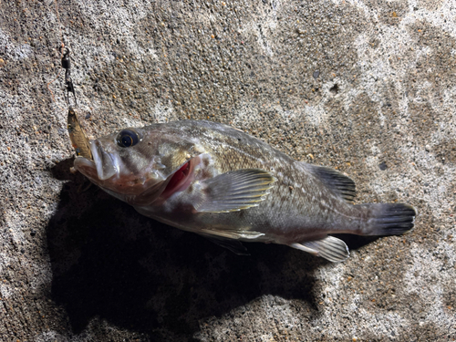 ソイの釣果