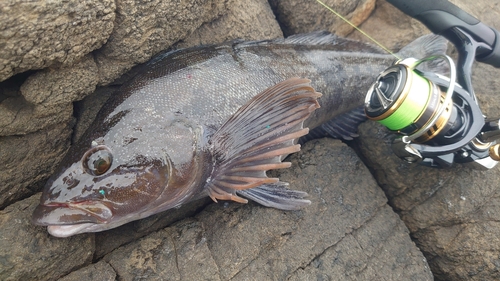 アブラコの釣果