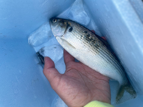 コノシロの釣果