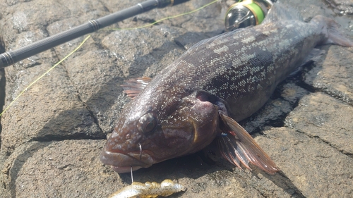 アブラコの釣果