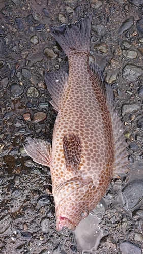 オオモンハタの釣果