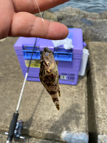 タケノコメバルの釣果