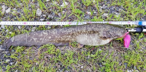 マナマズの釣果