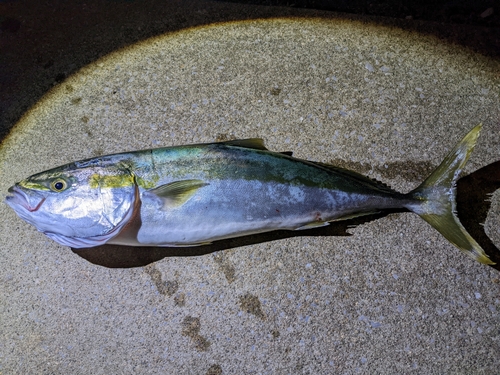 ブリの釣果