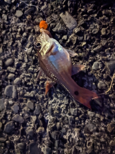 オオスジイシモチの釣果