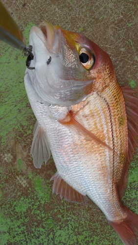 レンコダイの釣果