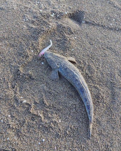 マゴチの釣果