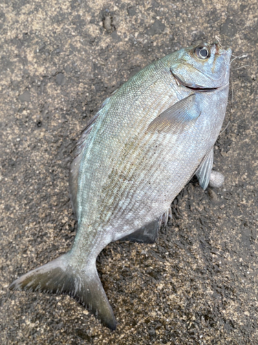 イスズミの釣果