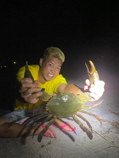 ノコギリガザミの釣果