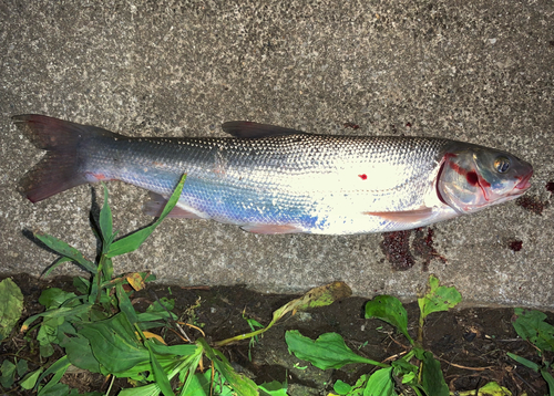 マルタウグイの釣果