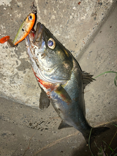 シーバスの釣果