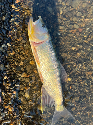 ケタバスの釣果