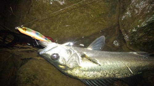 フッコ（マルスズキ）の釣果