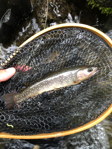 イワナの釣果