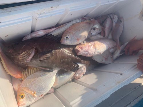 シロアマダイの釣果