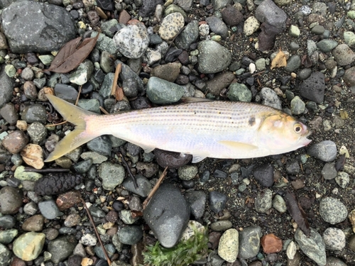 コノシロの釣果