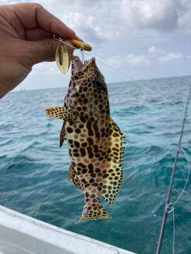 イシミーバイの釣果