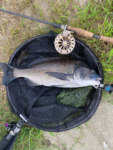 チヌの釣果