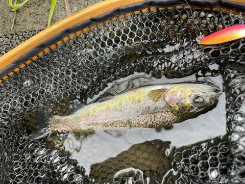 ニジマスの釣果