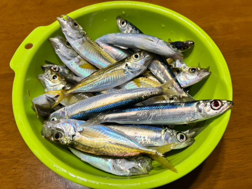 アジの釣果