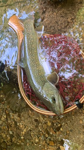 ニッコウイワナの釣果