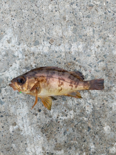 メバルの釣果