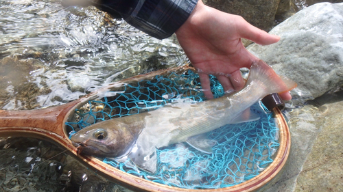 ニッコウイワナの釣果