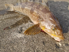 アイナメの釣果