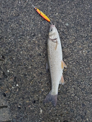 ウグイの釣果