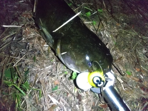 ナマズの釣果