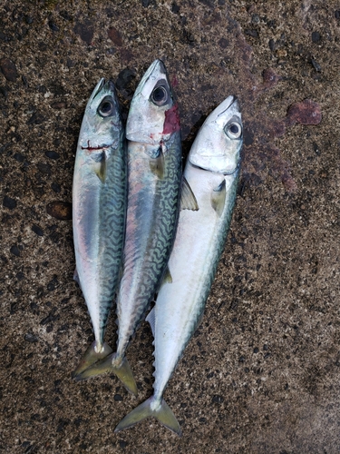 サバの釣果