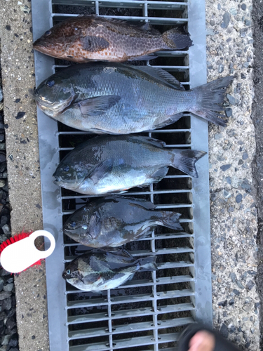 クチブトグレの釣果