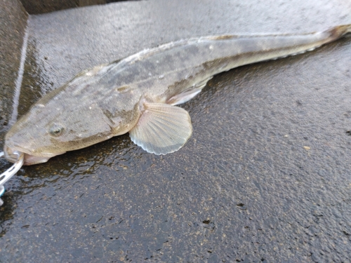 マゴチの釣果