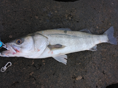 スズキの釣果