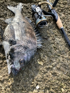 チヌの釣果