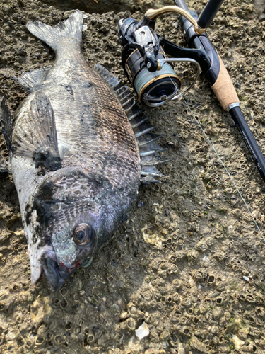 チヌの釣果