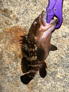 アコウの釣果