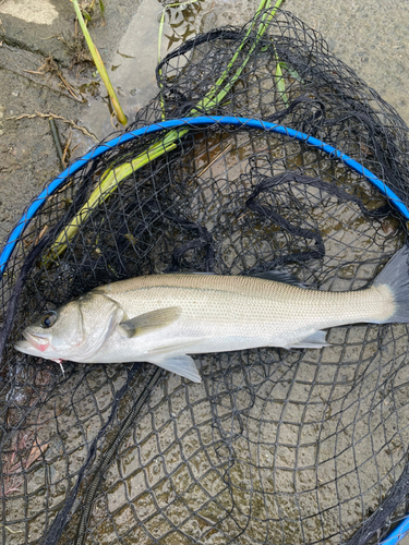 スズキの釣果